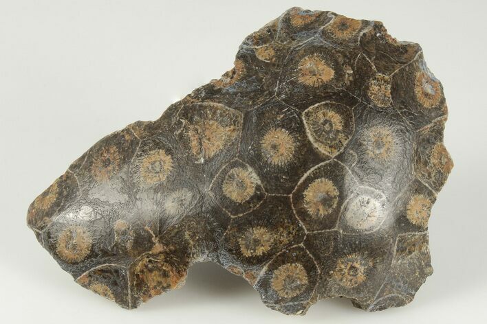 3.3" Polished Fossil Coral (Actinocyathus) Head - Morocco